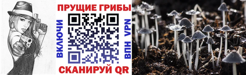 Галлюциногенные грибы мицелий  где найти наркотики  Химки 